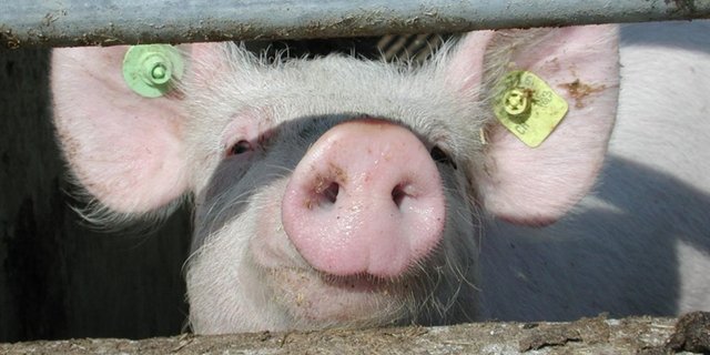 Es hat zu wenig IP-Suisse-Schlachtschweine, deshalb wird die Labelprämie erhöht. Etwas anders präsentiert sich die Situation beim Bankvieh. (Bild: BauZ)