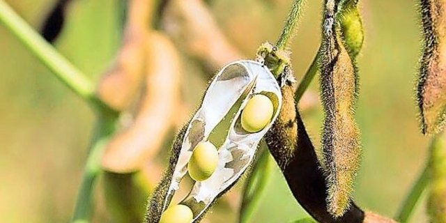 Die Schweiz importiert fast nur europäisches Soja.