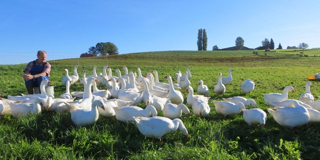 Ueli Niederhauser mit den Gänsen auf der Weide. (Bild: zVg)