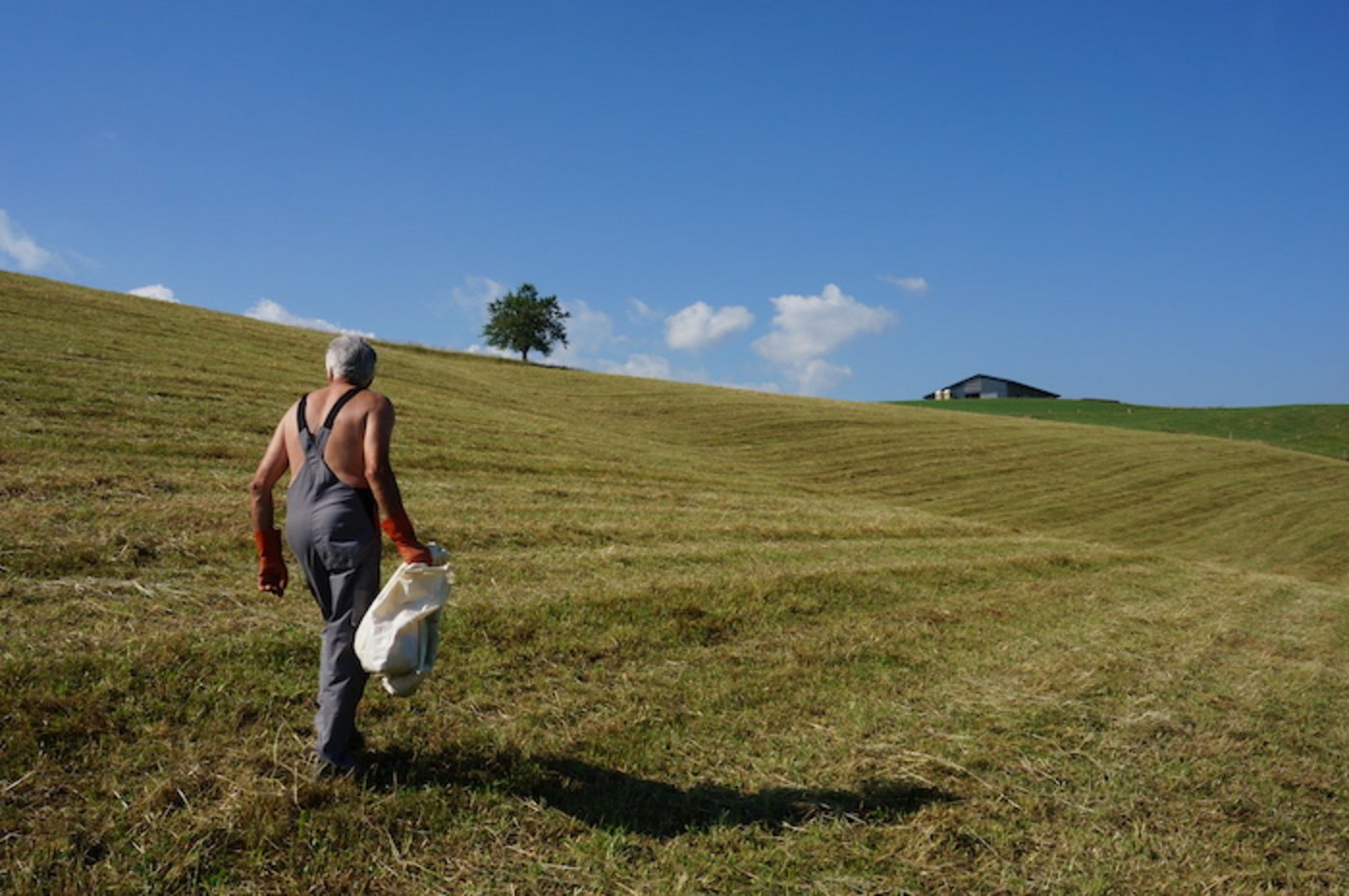 Christian Zwahlen, 69 Jahre alt, geht jeden Tag auf das Feld, um Mäuse zu fangen. (Bilder drt)