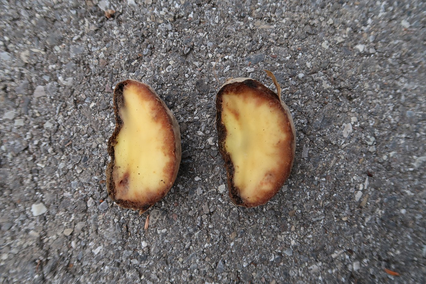 Mit dem Regen gelangen die Sporen von Krautfäule in den Boden und können auch die Knollen befallen. (Bild Jonathan Heyer)