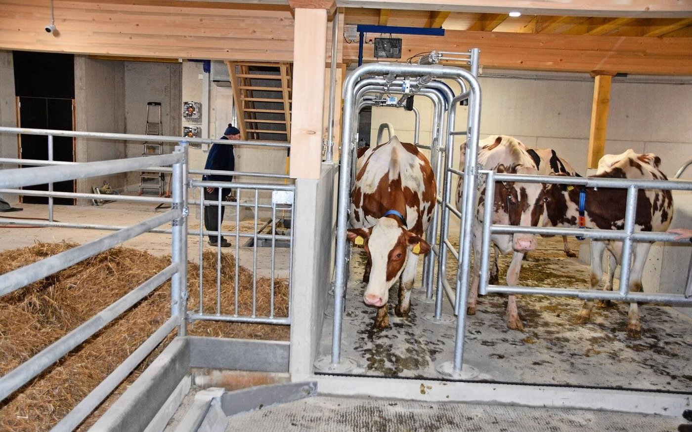 Nach dem Melken geht es durch ein Separierungstor.