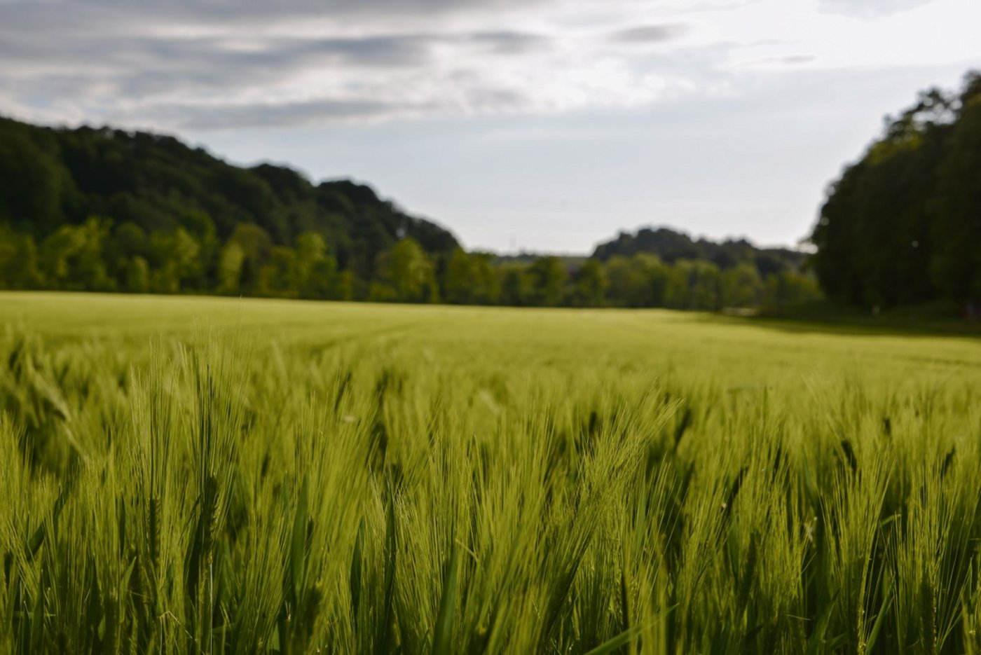 Für das Brauen von Bier kann Sommer- und Wintergerste verwendet werden. Bislang werden in der Schweiz aber nur kleine Mengen an Braugerste angebaut. (Bild Hansjürg Jäger)