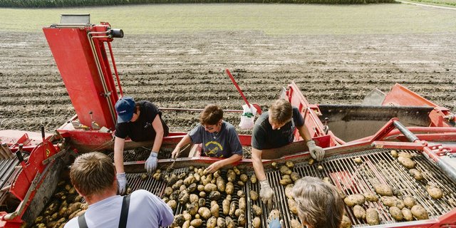Die diesjährige Ernte ist bald abgeschlossen. Einzelne Posten zeigten einen Drahtwurmbefall. (Bild Keystone)