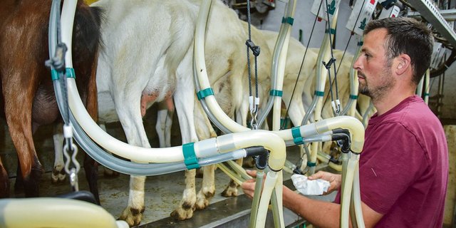 Urs Hofstetter aus Mont-Tramelan BE hält auf seinem Betrieb 128 Ziegen. Hier ist er gerade am Melken.(Bild Peter Fankhauser)