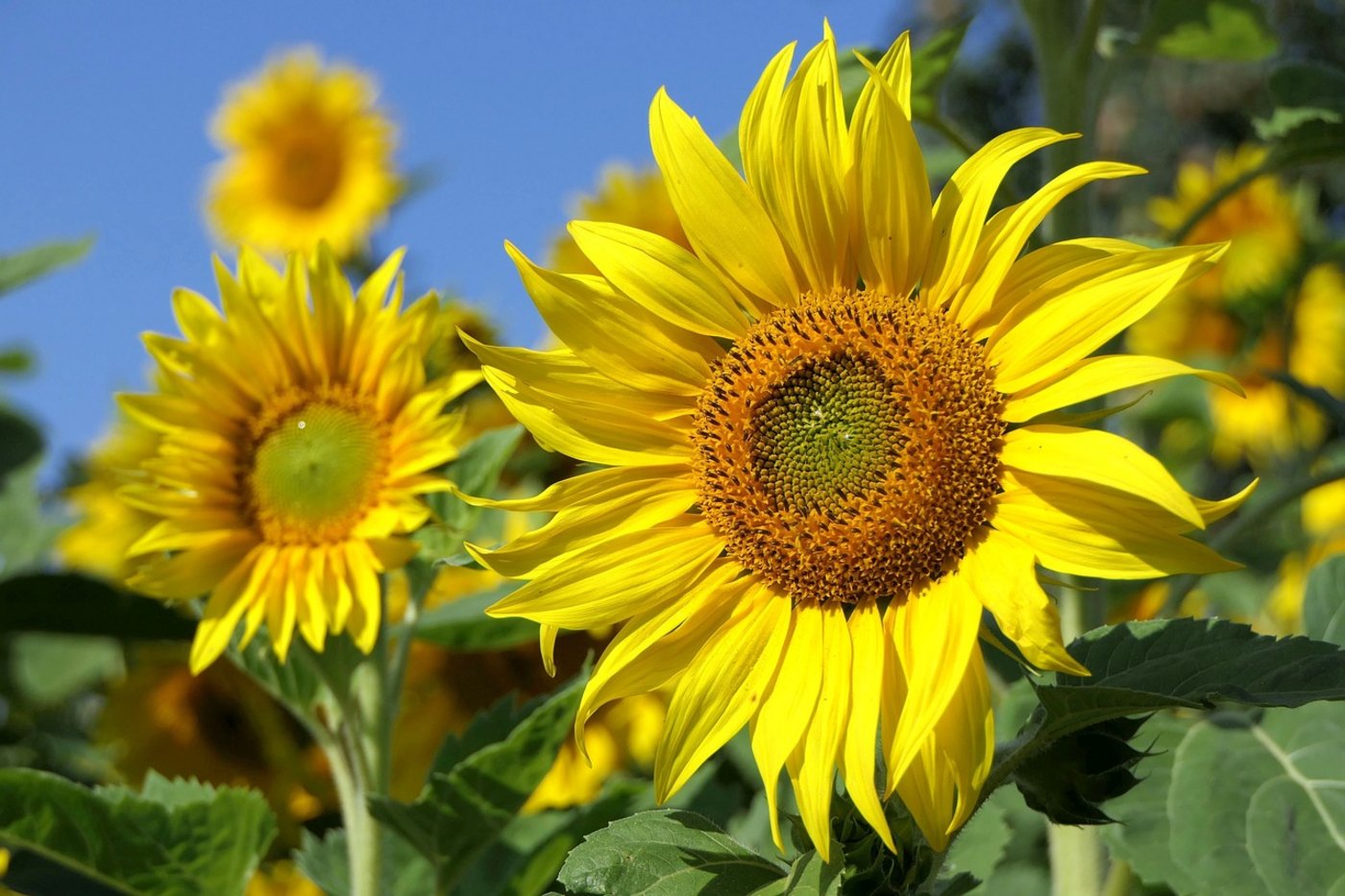 Die Idee für die Sonnenblumen-Aktion kam ursprünglich aus Luzern und wurde vom Schweizer Bauernverband aufgenommen. (Bild Pixabay)