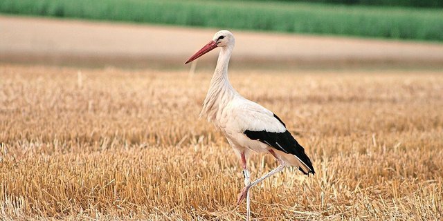 Eigentlich sind die Beine des Storchs rot. Der eigene weisse Kot dient den grossen Vögeln aber als Sonnenschutz auf der Haut.