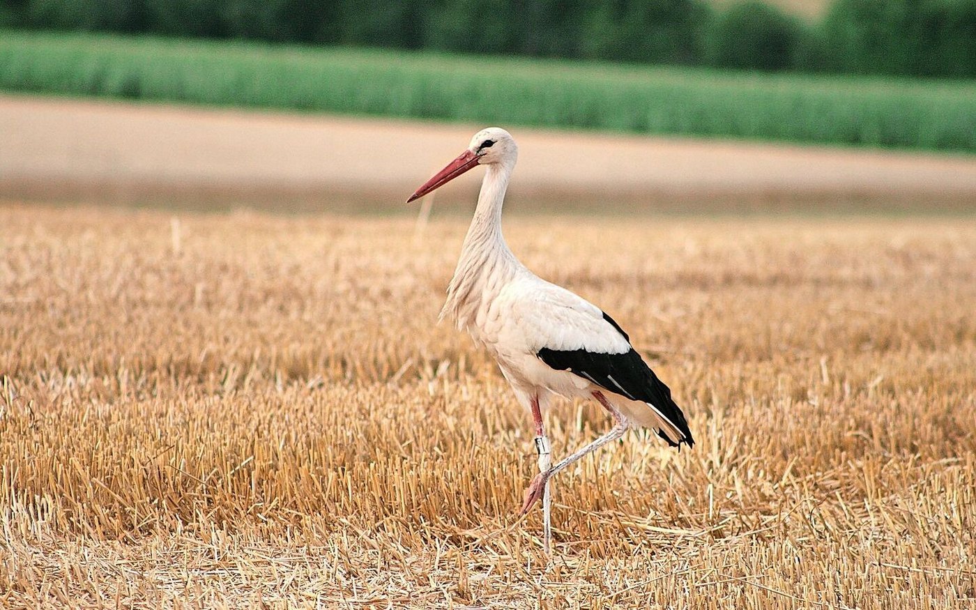 Eigentlich sind die Beine des Storchs rot. Der eigene weisse Kot dient den grossen Vögeln aber als Sonnenschutz auf der Haut.