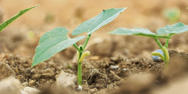 Mikroorganismen im Boden beeinflussen die Pflanzengesundheit. Sie gezielt einzusetzen, ist aber hoch komplex.  (Bild Ruth Aerni)