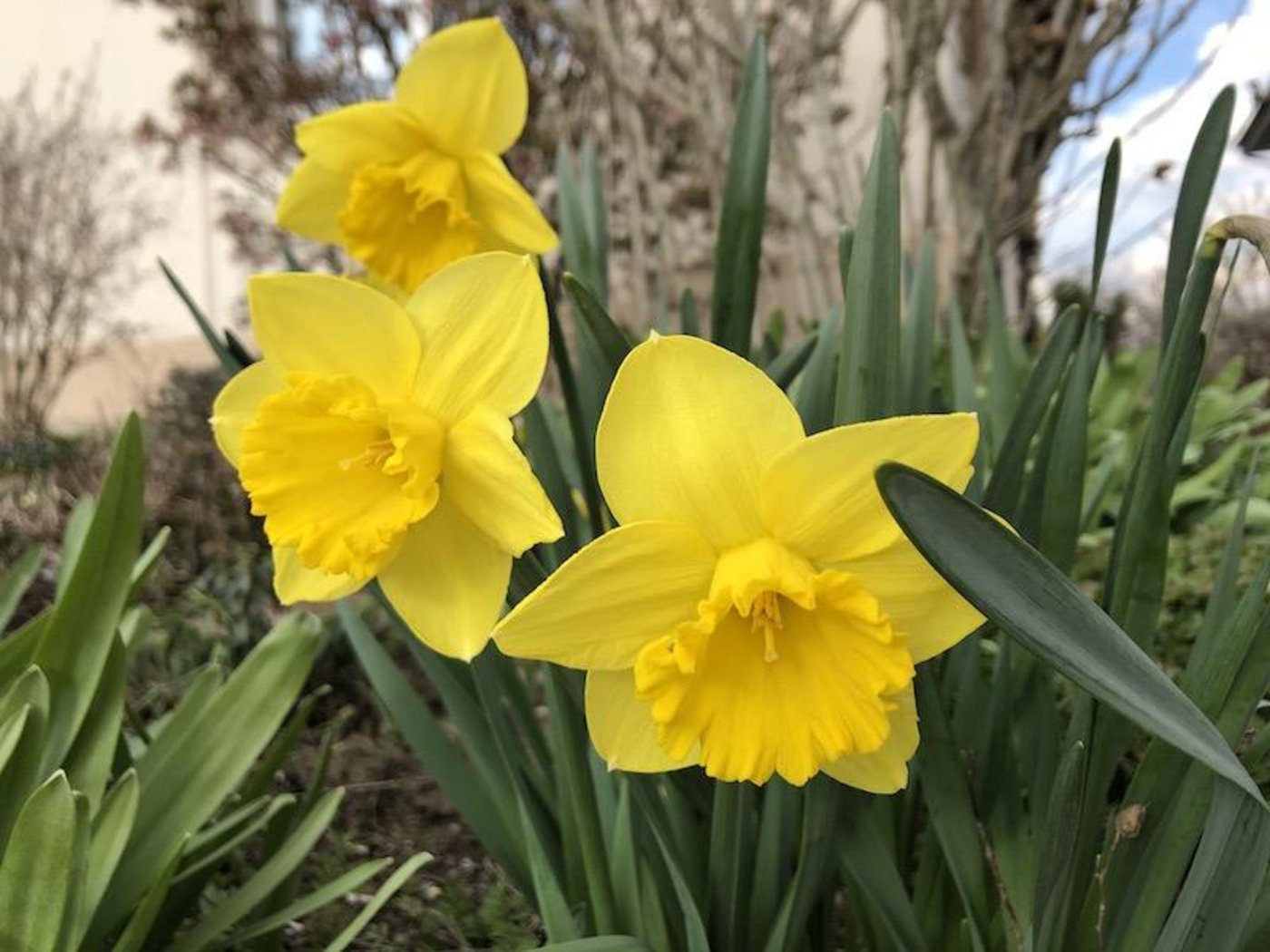 Osterglocken in Hülle und Fülle sieht man bei einer Wanderung auf dem Mont Soleil. (Symbolbild Esther Thalmann)