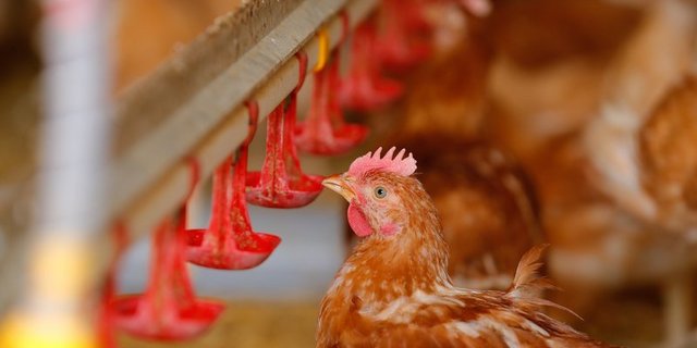 Der Schweizer Bauernverband findet einen Gegenvorschlag unnötig. Eine Mehrheit der Tiere würden in der Schweiz bereits nach freiwilligen Tierwohlprogrammen wie RAUS oder BTS gehalten. (Symbolbild BauZ)