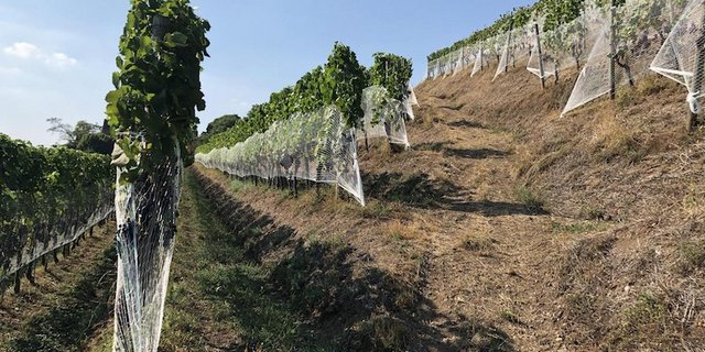 Trockenheit im ZHAW-Rebberg, Halbinsel Au ZH (Bild z.V.g.)