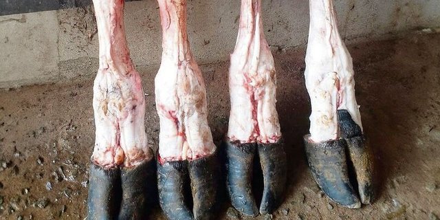 Wenn in Paraguay ein Tier geschlachtet wird, wird nichts weggeworfen, sondern alles verwertet, ganz nach dem Prinzip «Nose to tail». 