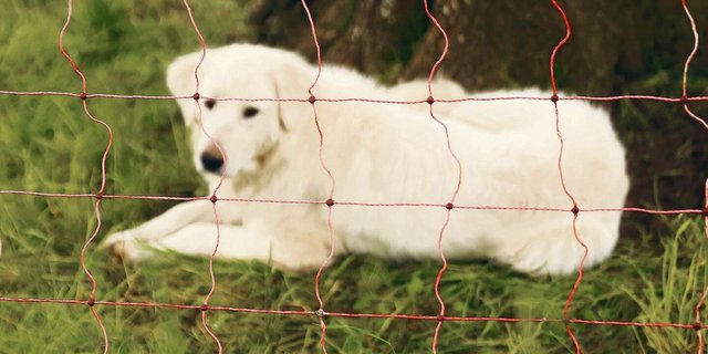 Wie bei den Herdenschutzhunden ist auch bei den Schutzzäunen die Nachfrage hoch, die Fördermittel gingen bereits aus.