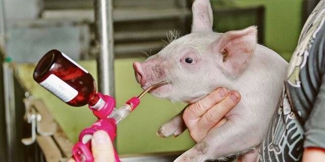 Impfung der Ferkel gegen Lawsonien auf einem Zuchtbetrieb im Bernbiet.(Bild Peter Röthlisberger)