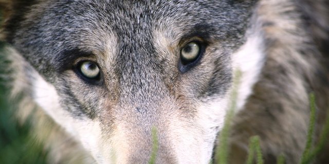 Der Wolf sorgt immer wieder für Unmut. Nun wurde im Wallis einer erschossen. (Symbolbild Pixabay) 