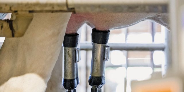 Kuhmilch enthält vielversprechende Biomarker für die Gesundheit der Milchdrüse.