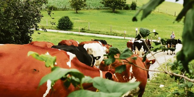 Eine Kuhherde auf dem Weg zum RAUS. Auch etablierte Förderprogramme können vermehrt unter Druck geraten. Beim geplanten Tiergesundheitsprogramm liegt das auf der Hand. (Bild sb)