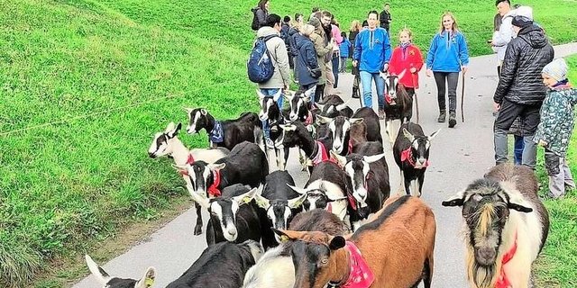 Nicht nur die Helferinnen und Helfer tragen traditionelle Hemden, auch jede Ziege trägt ein rotes Tuch um den Hals. 