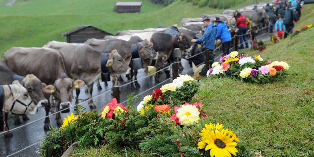 Das nächste Prättigauer Alp Spektakel (hier ein Bild vom Alpabzug 2019) wird 2021 stattfinden. Wenn alles klappt inklusive der Bündner Holzhauerei-Meisterschaft. (Bild alpspektakel.ch)