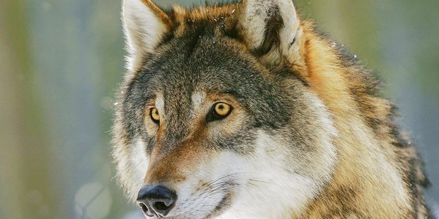 Das Zusammenleben von Mensch und Wolf gestaltet sich seit Jahrhunderten schwierig. Politische Vorstösse in diesem Bereich lösen immer wieder emotionale Debatten aus. (Bild Pixabay)