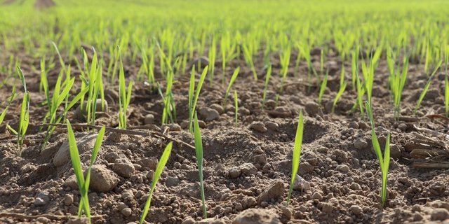 Die Ernteprognosen für die EU-Getreideproduzenten sind sehr positiv. Es wird mit der viertgrössten Ernte gerechnet. (Bild Ruth Aerni/BauZ)