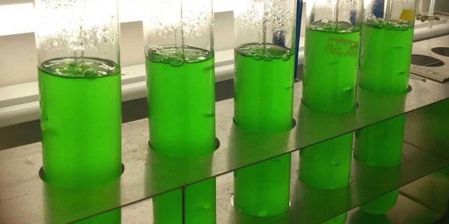 7dSh wird von Cyanobakterien hergestellt. (Bild: Uni Tübingen)