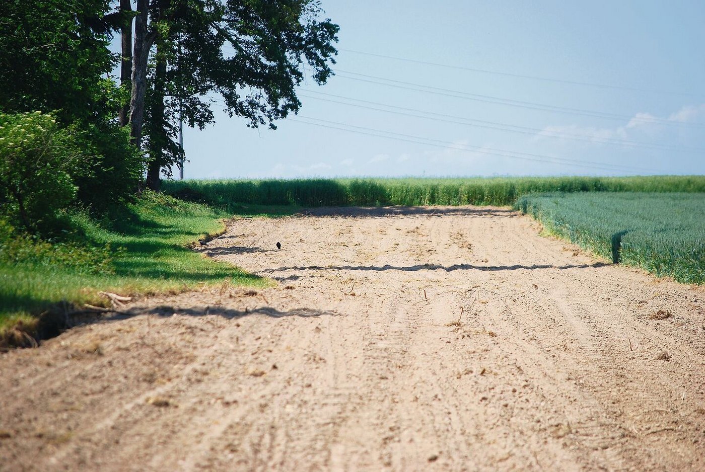 Statt einer Wiese wächst hier bald Mais, nächstes Jahr dann ein «Saum auf Ackerflächen».