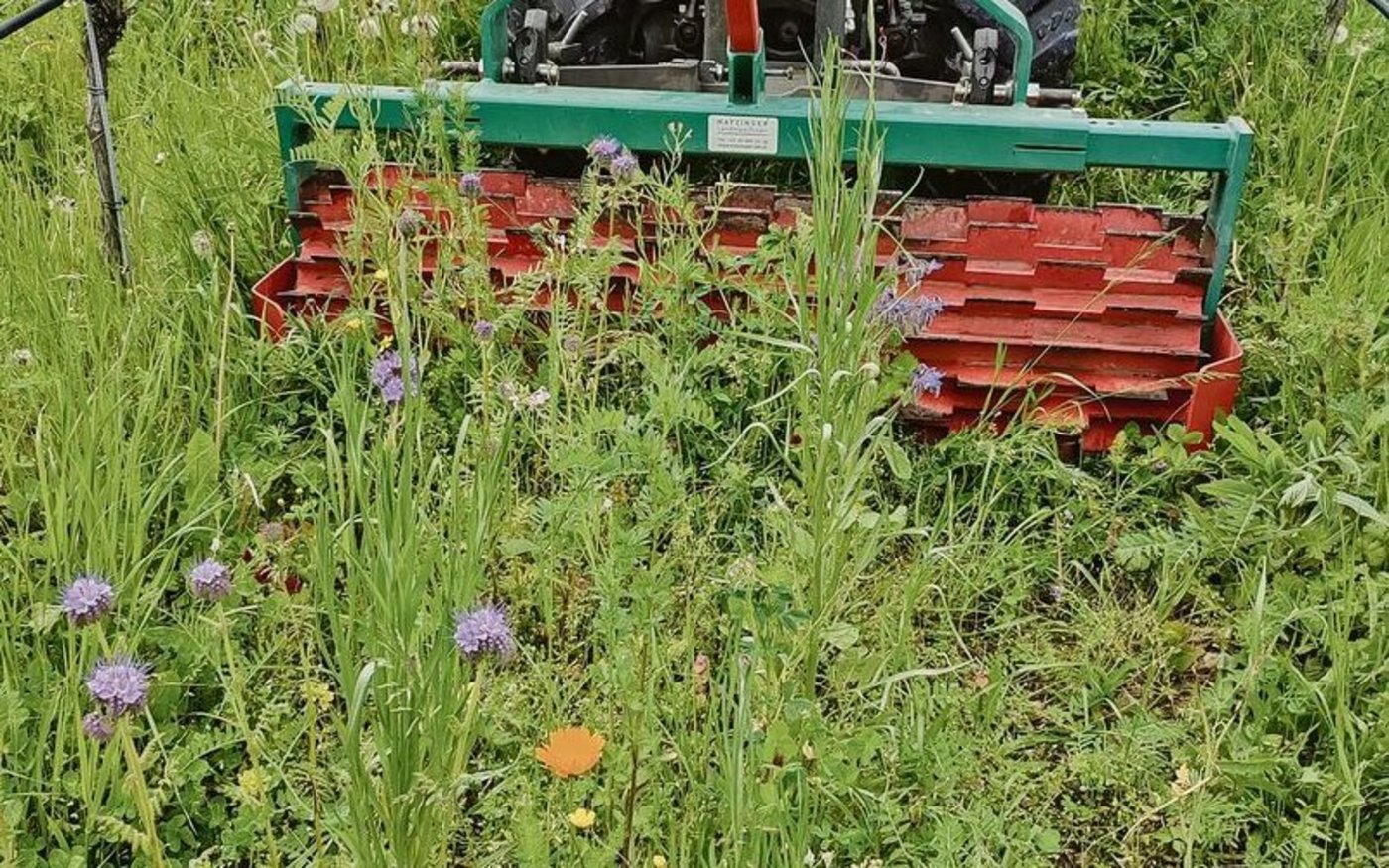 Auswahl einer geeigneten Massnahme. Dieselbe Mischung wird nützlingsschonend mit einer Messerwalze geknickt.