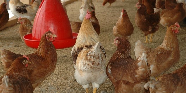 Schweizer Geflügelhalter sollen ihre Tiere gut beobachten und tote sowie kranke Tiere dem Tierarzt melden. (Bild Pixabay)