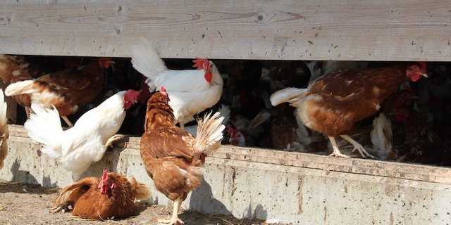 Die Hennen des betroffenen Betriebs waren noch nicht im legefähigen Alter. Somit gab es auch keine Eier mit einer Salmonellen-Kontamination. (Symbolbild Kanton AR)