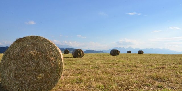 Die lange Sommerhitze 2018 und die vertrockneten Wiesen brachte letztes Jahr einige Viehzüchter in Panik. (Bild Aline Küenzi)
