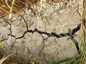 Solothurn beschäftigt sich mit künftigem Wasser-Management Im Sommer wird Trockenheit zum Problem. (Bild ji)
