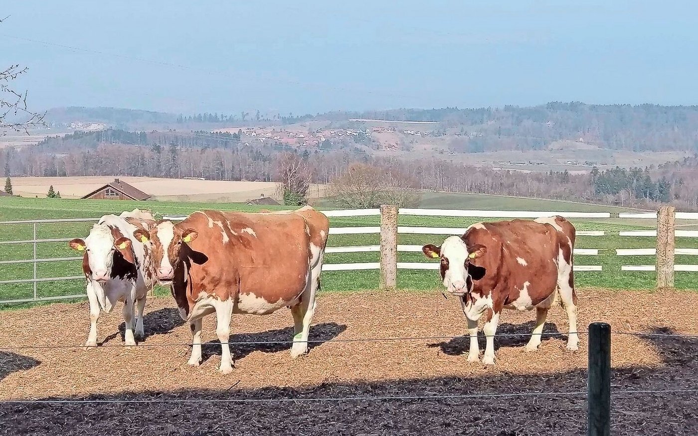 Auf dem Bild sind drei Savard-Töchter mit je 100 000 kg Milch.
