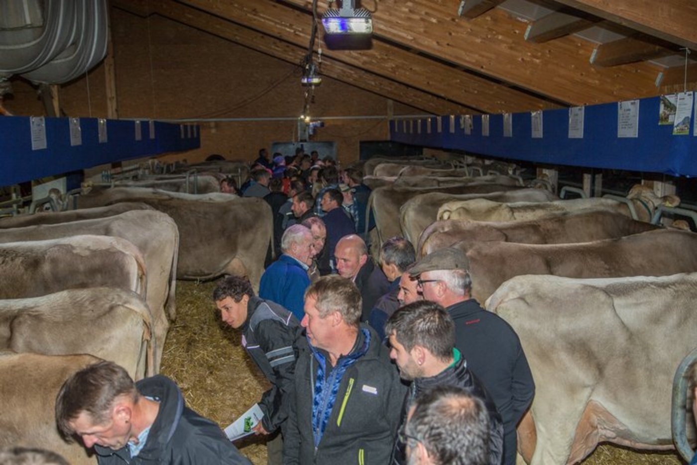 Die Besichtigung dieser leistungsstarken Tiere war eines von vielen Highlights in Gais. (Bild Braunvieh Schweiz)