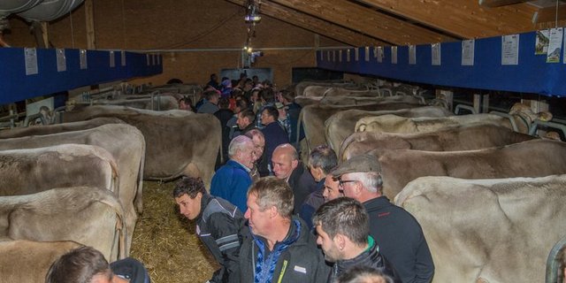 Die Besichtigung dieser leistungsstarken Tiere war eines von vielen Highlights in Gais. (Bild Braunvieh Schweiz)