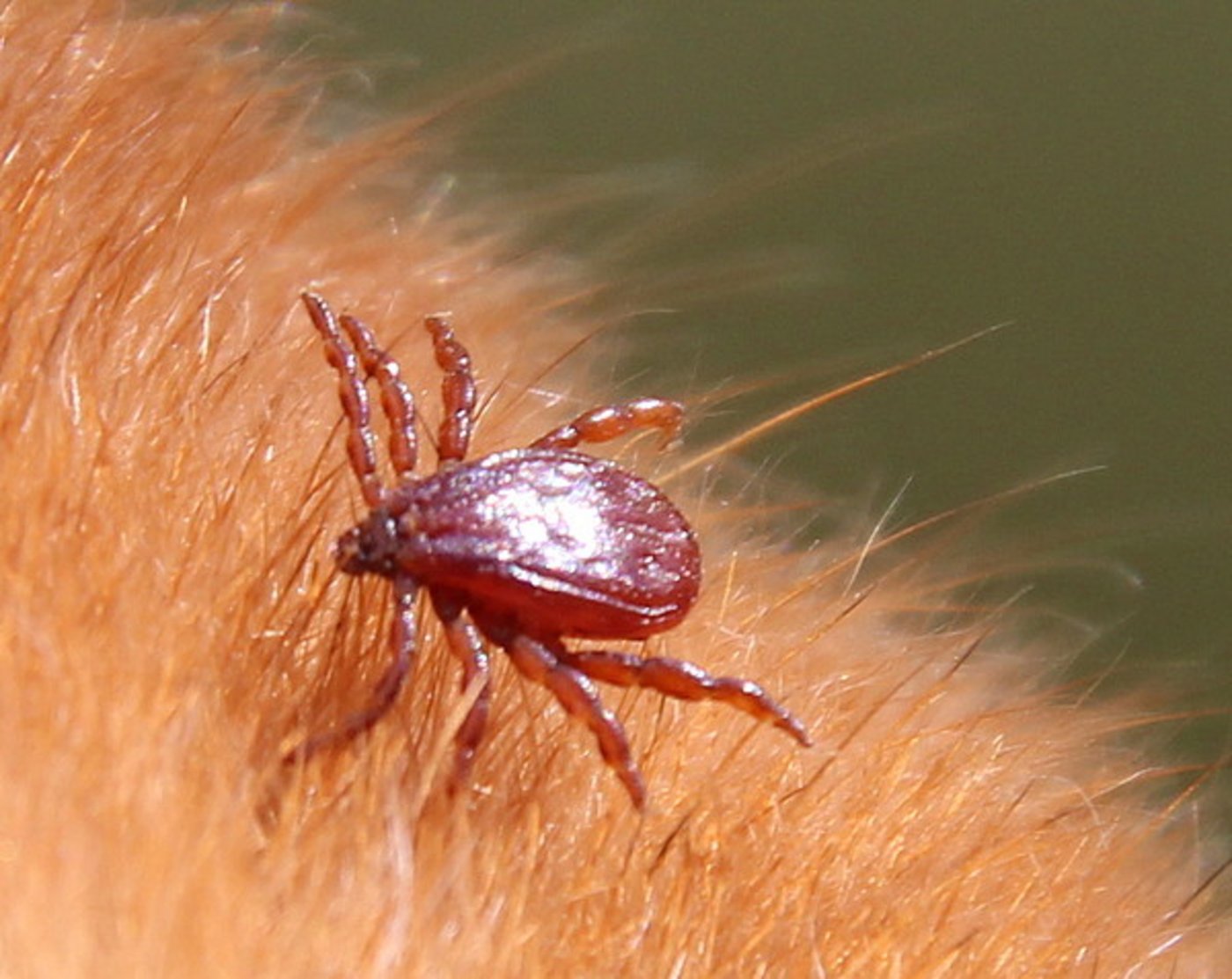 Das warme und v.a. trockene Klima in Wohnungen ist ideal für die Braune Hundezecke. (Bild Universität Hohenheim/Katrin Fachet)