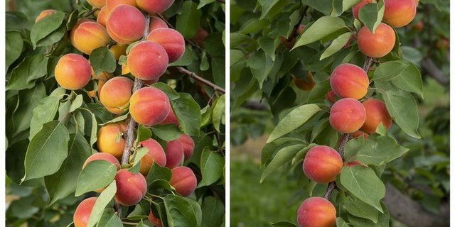 Die beiden neuen Sorten. (Bild Agroscope)