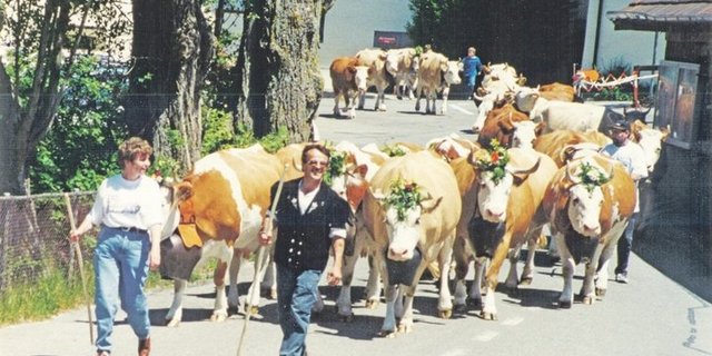 Wurde im Alters- und Pflegeheim Frienisberg die jährliche Sichlete gefeiert, wurden auch die Kühe dafür geschmückt und man marschierte mit ihnen durch den Klosterhof. 