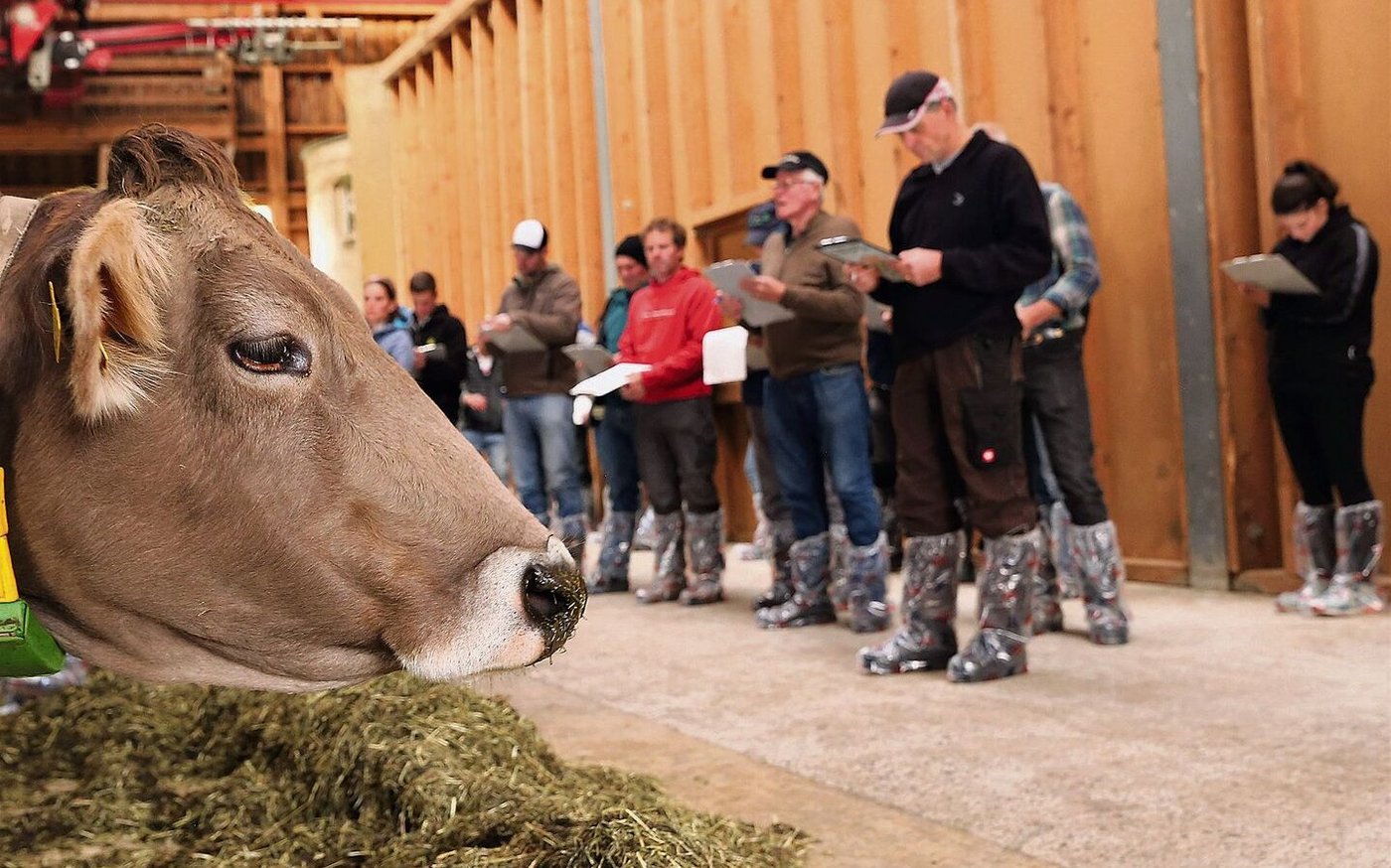 Die Stallvisite-Teilnehmenden nahmen die Kühe von Martin Büeler genau unter die Lupe, wurden aber auch ihrerseits beobachtet.