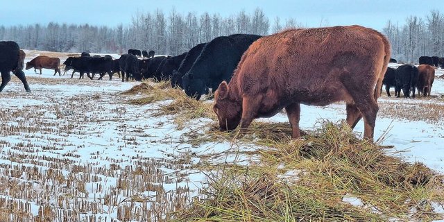 Die Kühe fressen Mitte Dezember noch immer vom Hafer, der im Herbst zu Schwaden gemäht wurde. Alle paar Tage wird der Elektrozaun verschoben und es gibt ein neues Stück Weide.