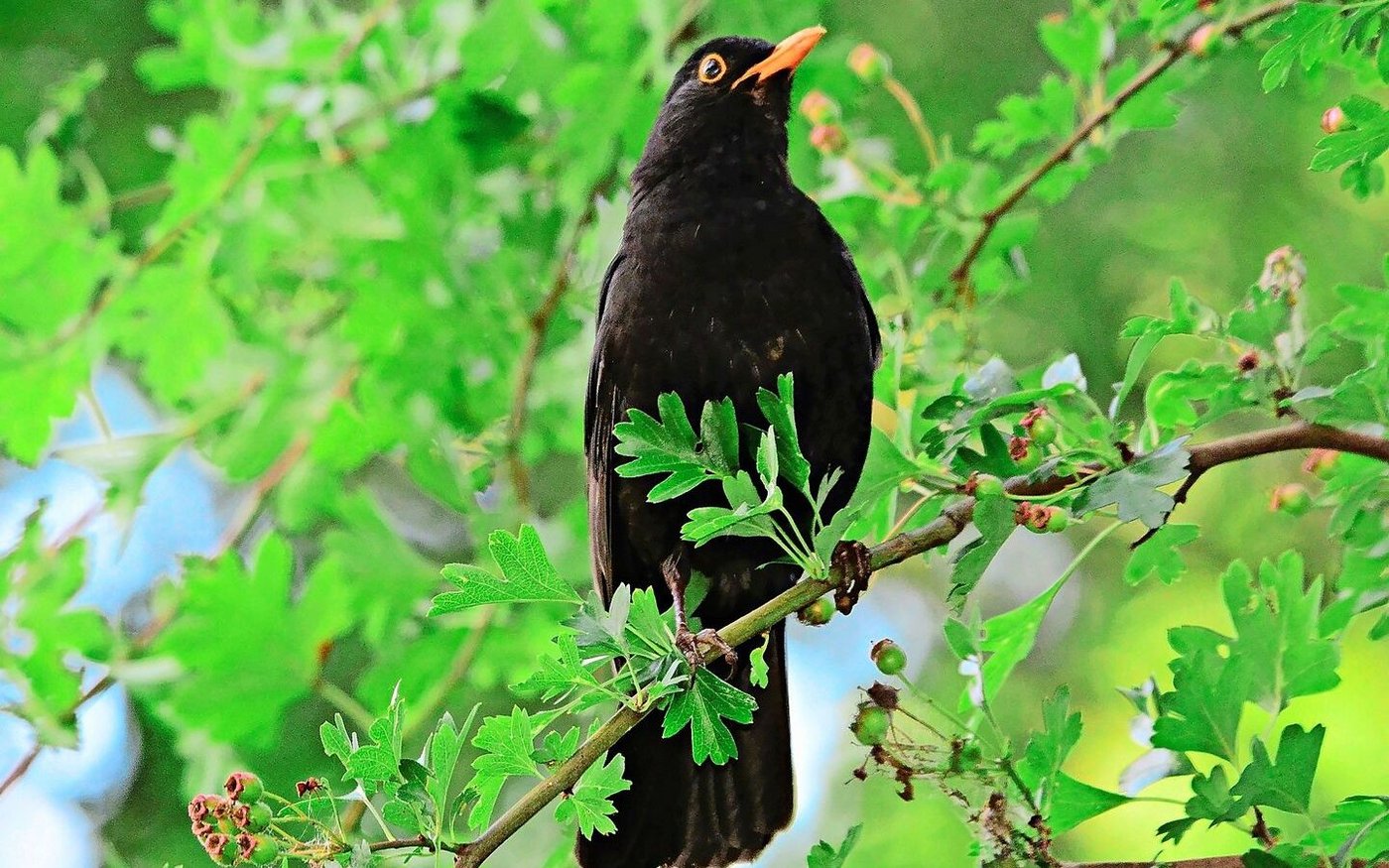 Die männliche Amsel ist auffällig in ihrem schwarzem Federkleid, mit dem gelben Schnabel und ebensolchem Lidring.