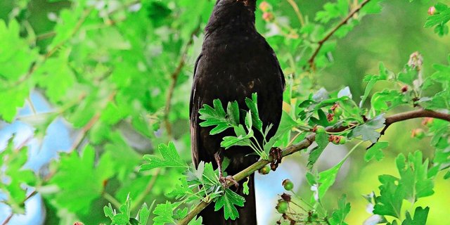 Die männliche Amsel ist auffällig in ihrem schwarzem Federkleid, mit dem gelben Schnabel und ebensolchem Lidring.