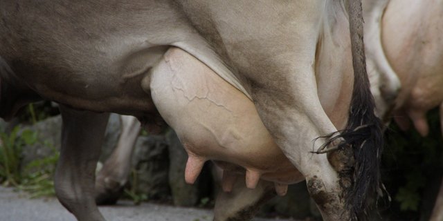 Zwar ist der Erreger-Test ziemlich sicher, aber auch hier kann es Fehler geben. (Bild Efraimstochter/Pixabay)