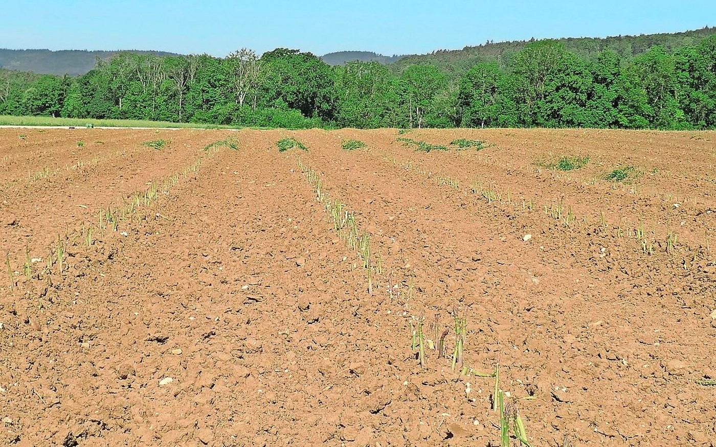 Die Grünspargeln auf dem Braatihof in Büttenhardt gedeihen auf rund 600 Meter über Meer.