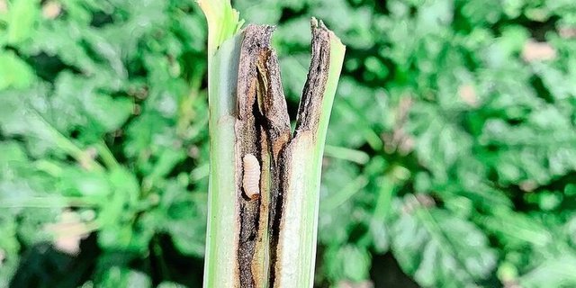 Durch die Blattstiele der Rübenblätter fressen sich die Rübenrüssler-Larven bis zum Rübenkopf. 