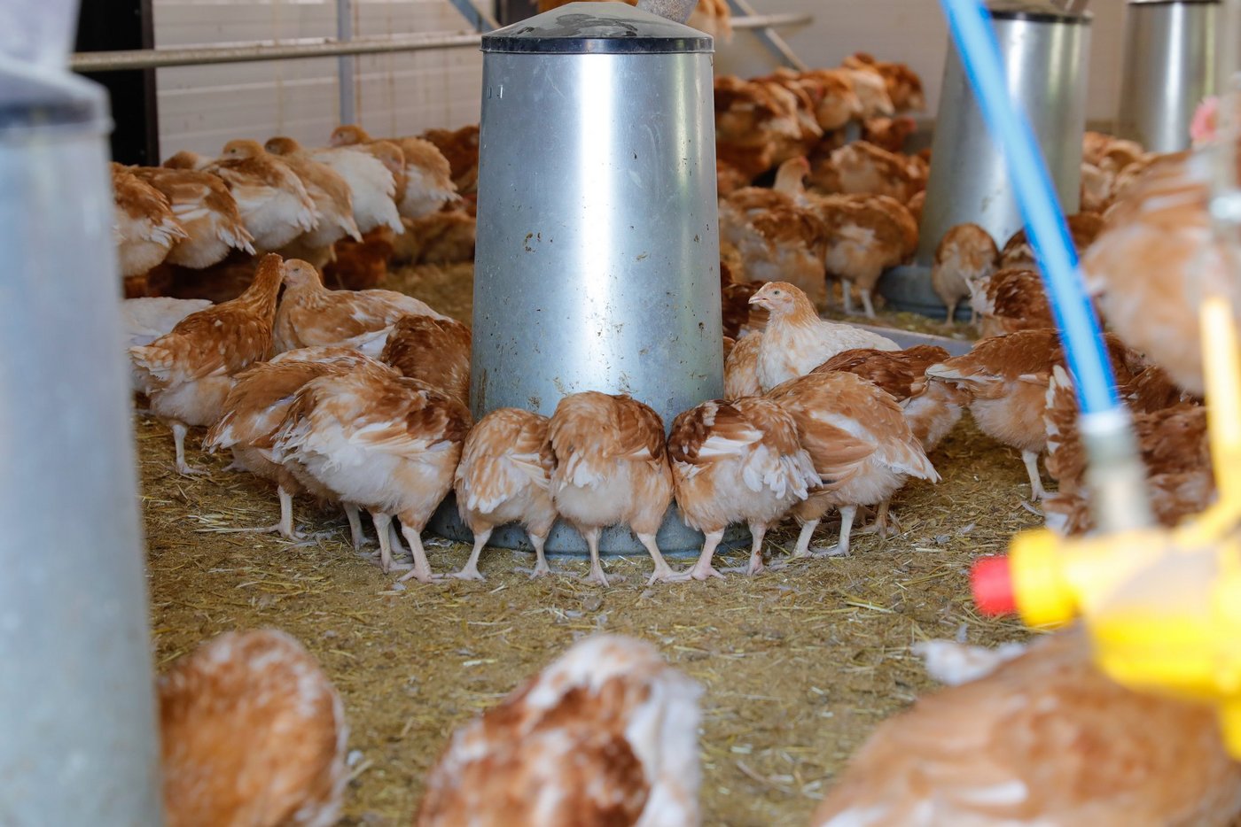 Insgesamt rund 58 000 Tonnen pflanzliche Nebenprodukte landen jährlich im Geflügelfutter.(Bild Roethlisberger)