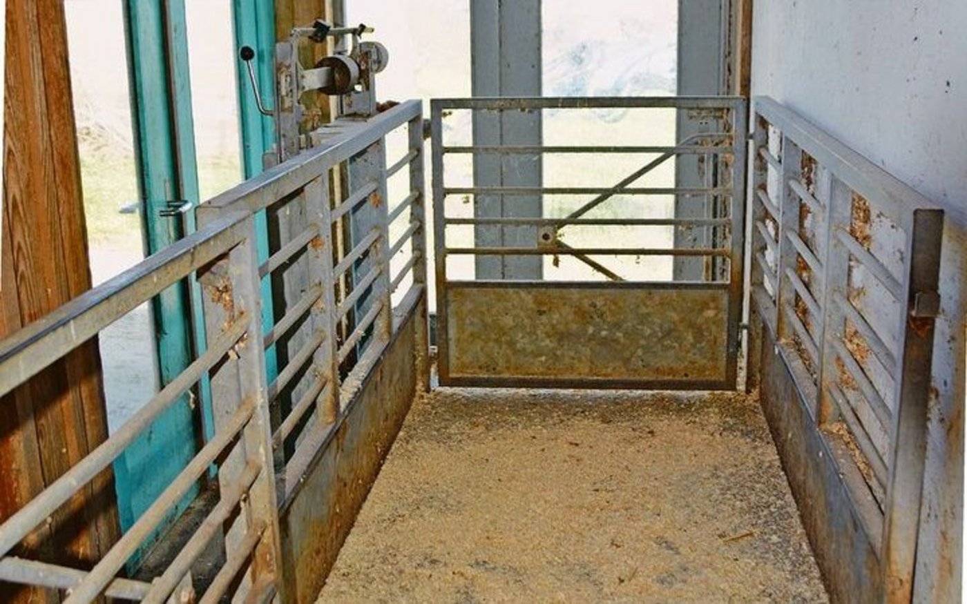 Gang für die Mastjager auf die Waage und zum Verlad.