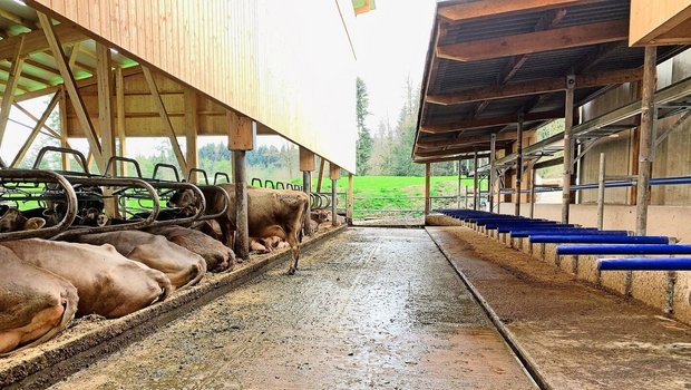 Weniger verschmutzte Laufflächen, auch dank erhöhten Fressständen und einer Harnsammelrinne (r.), helfen mit, im Musterstall von Familie Zimmermann in Merlischachen SZ die Ammoniakemissionen zu reduzieren. 