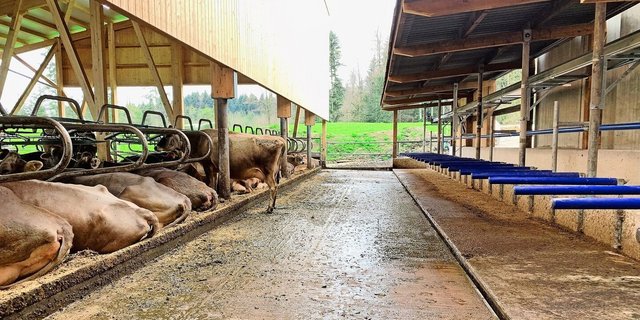 Weniger verschmutzte Laufflächen, auch dank erhöhten Fressständen und einer Harnsammelrinne (r.), helfen mit, im Musterstall von Familie Zimmermann in Merlischachen SZ die Ammoniakemissionen zu reduzieren. 